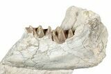 Fossil Running Rhino (Hyracodon) Jaw Section - South Dakota #355498-1